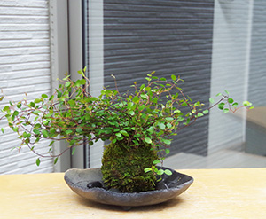 ワイアープランツ苔玉炭化焼締鉢2016c