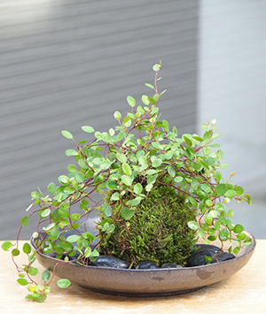 ワイアープランツ苔玉201407c