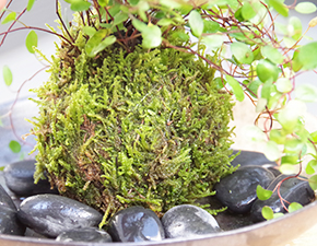 ワイアープランツ苔玉201407h