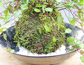 ワイアープランツ苔玉201407i