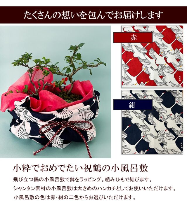 開花時期は3月頃と11月頃。冬は落葉します】ご両親へ感謝を込めて