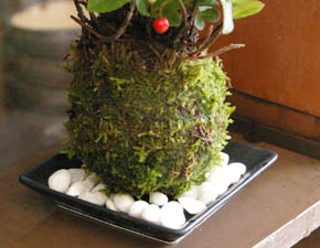 ヤブコウジ苔玉2011h