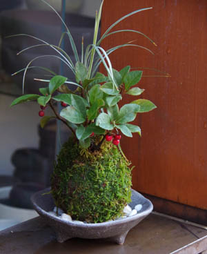 ヤブコウジ苔玉三つ足灰器201212c