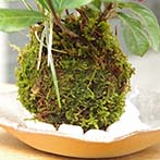 ヤブコウジ苔玉金山焼締201311d