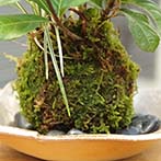 ヤブコウジ苔玉金山焼締201311e
