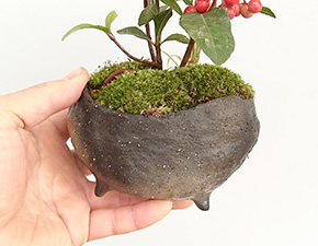 ヤブコウジ盆栽