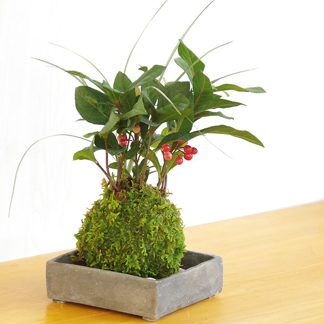 ヤブコウジ苔玉焼締角器2016