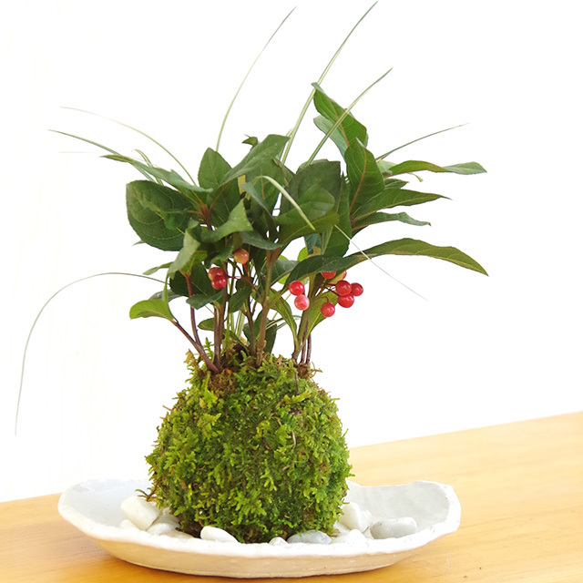 ヤブコウジ苔玉楕円白粉引器2016m