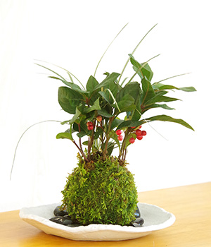 ヤブコウジ苔玉楕円白粉引器2016c