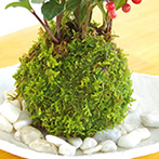 ヤブコウジ苔玉楕円白粉引器2016d