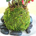 ヤブコウジ苔玉楕円白粉引器2016e