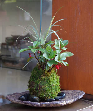 ヤブコウジ苔玉くらま岩器201212c