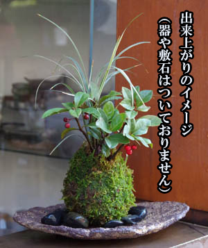 ヤブコウジ苔玉キットイメージ