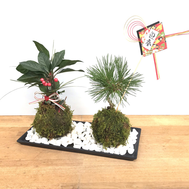 正月苔玉