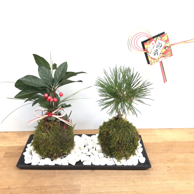 正月苔玉