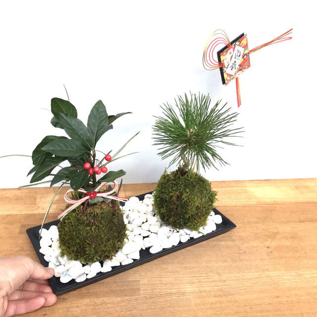 正月苔玉