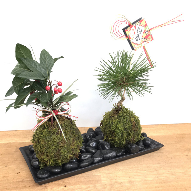正月苔玉