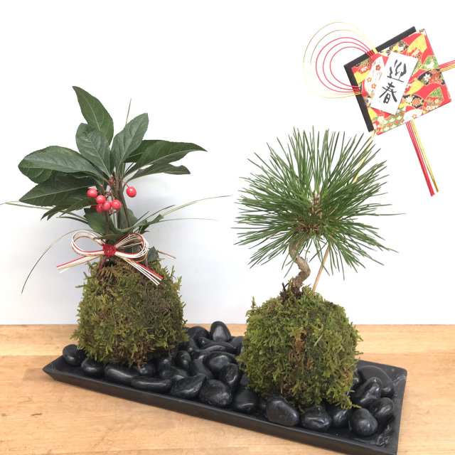 正月苔玉