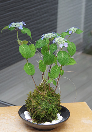 山紫陽花苔玉2016c