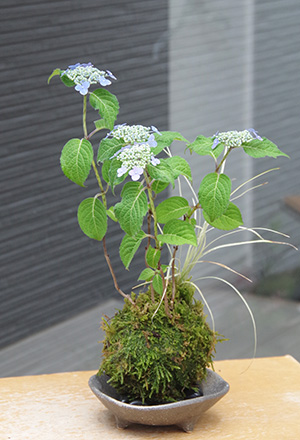 山紫陽花苔玉三つ足灰器2016c