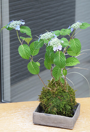 山紫陽花苔玉焼締角器2016c