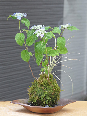 山紫陽花苔玉金山焼2016c