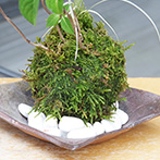 山紫陽花苔玉金山焼2016d