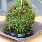 山紫陽花苔玉金山焼2016e