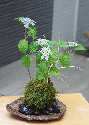 山紫陽花苔玉くらま岩器2016c