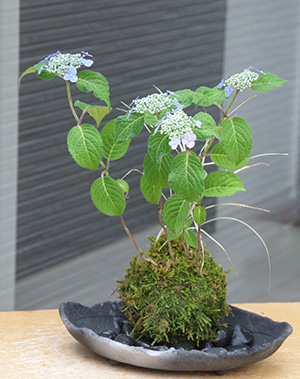 山紫陽花苔玉炭化焼締鉢2016c