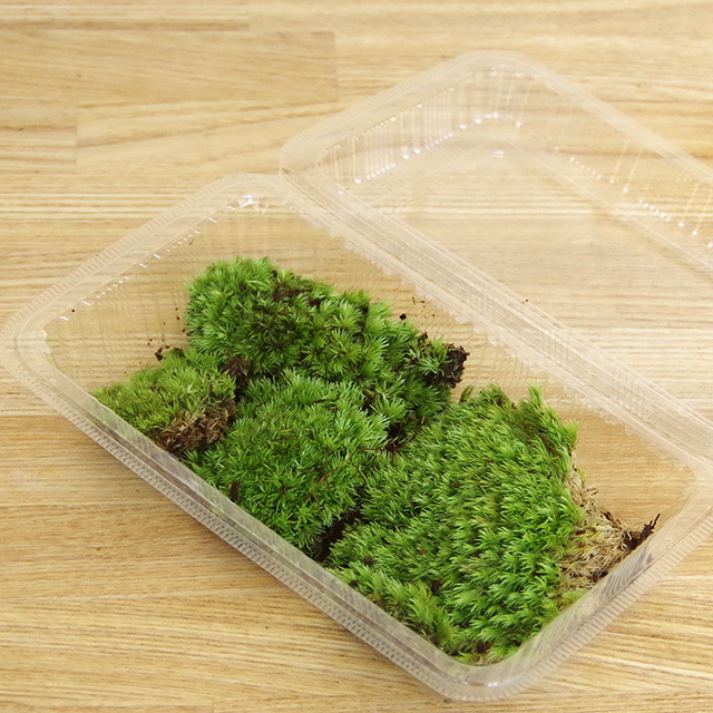 苔玉 器付き | Kazua Online Store
