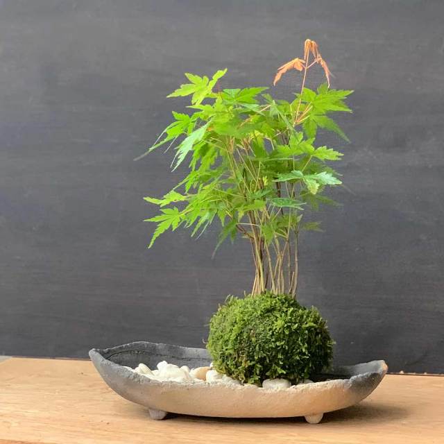 山モミジ苔玉