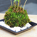 山モミジ苔玉2016d