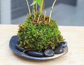 山モミジ苔玉2016i