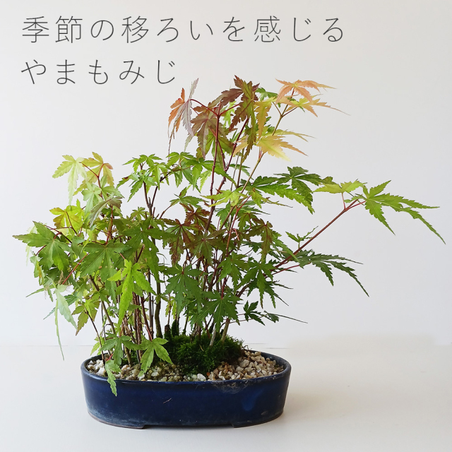 落葉中 盆栽さやさやとそよぐモミジの林道を歩く ヤマモミジの雑木林風寄せ