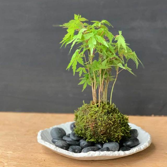 yamomidaenkuro.jpg?t=