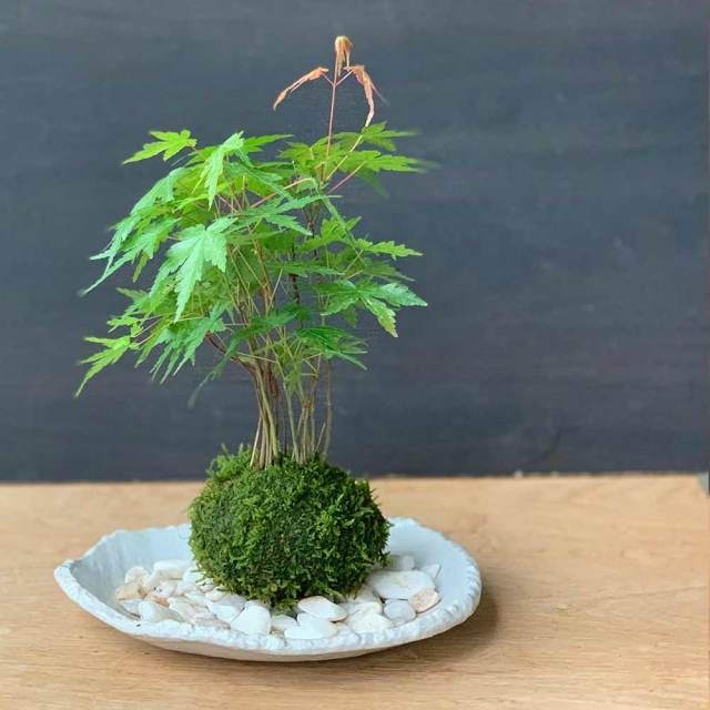 山モミジ苔玉