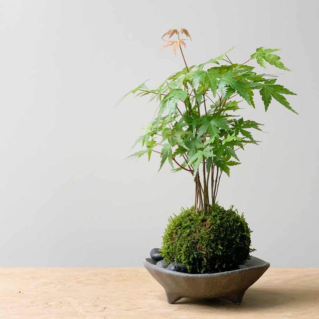 山モミジ苔玉