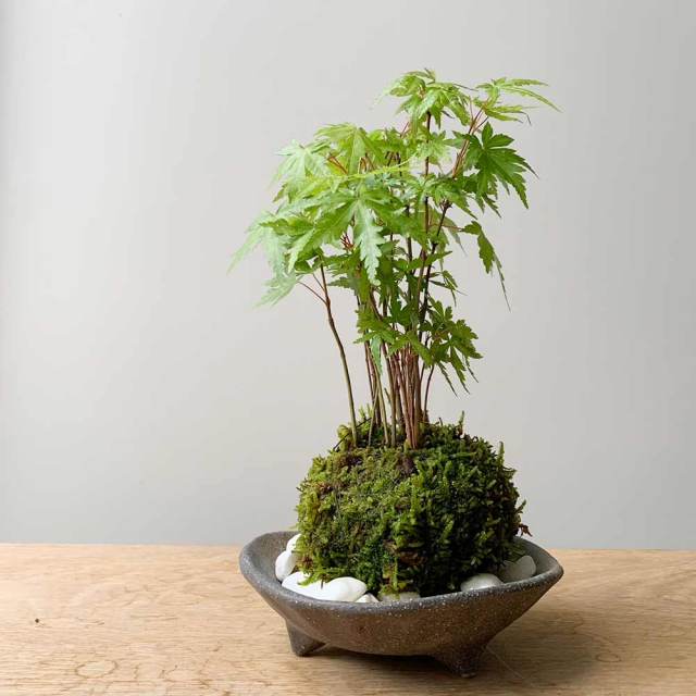 yamomihaisiro.jpg?t=20230705153554