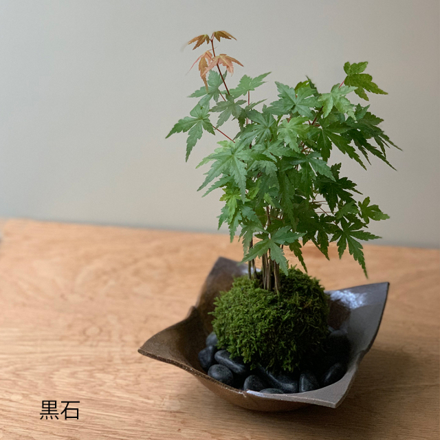 ヤマモモの葉 枝付き生葉 140サイズ箱いっぱい ② ヤマモモ茶 ペットの餌 000000106932-01-l.jpg?t=