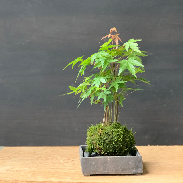 春に新芽・秋に紅葉が楽しめる【山紅葉（ヤマモミジ）の苔玉・焼締角器