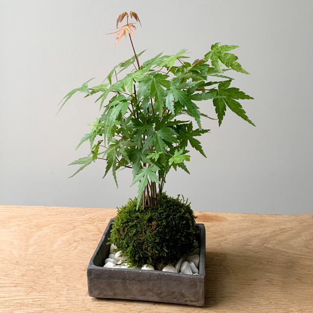 山紅葉　紅葉　モミジ 春に新芽・秋に紅葉が楽しめる【山紅葉（ヤマモミジ）の苔玉・焼締角器