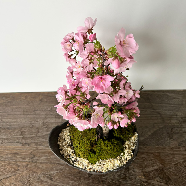 桜・・・そう聞くだけで心和む景色を貴方のもとへ【陽光桜（ようこう