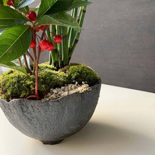 黒松、ヤブコウジ、リュウノヒゲ寄せ植え盆栽 黒松、ヤブコウジ、リュウノヒゲ寄せ植え盆栽 苔玉現在実なし