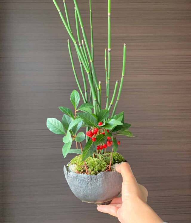 送料無料でお届け。可憐な寄せ植え盆栽【トクサ・ヤブコウジの盆栽