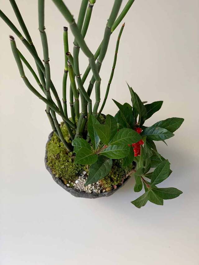 現在実なし】送料無料でお届け。可憐な寄せ植え盆栽【トクサ