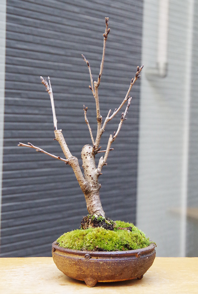 吉野桜盆栽20160222m