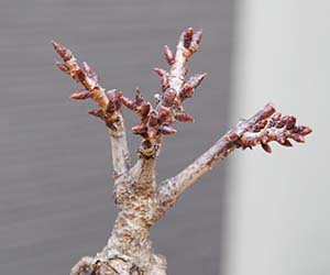 吉野桜