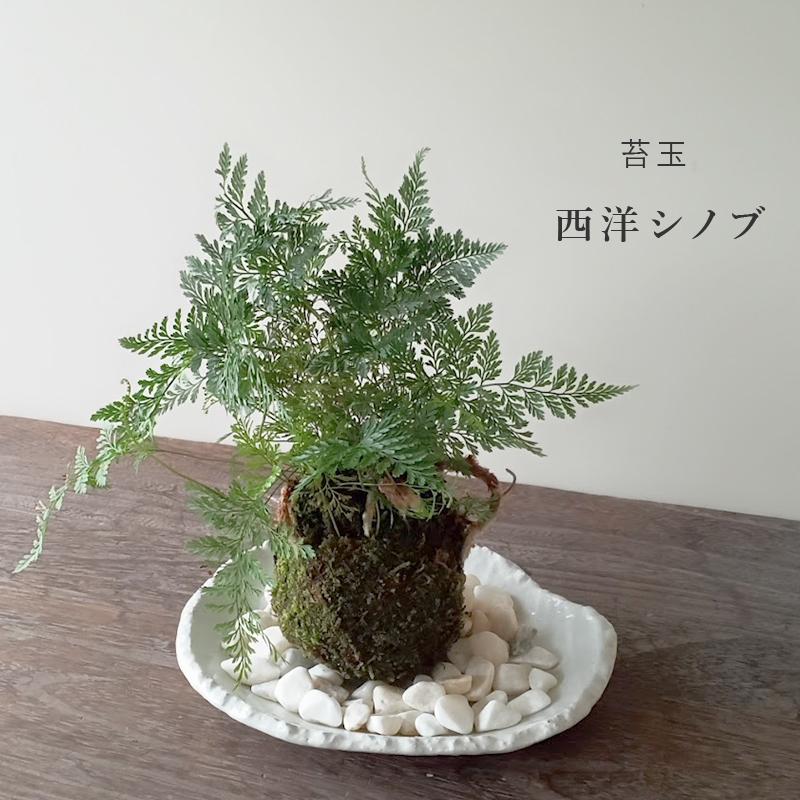 しのぶ ( シノブ )  苔玉 楕円白粉引器セット コケ玉 こけだま こけ玉 忍 シダ植物　