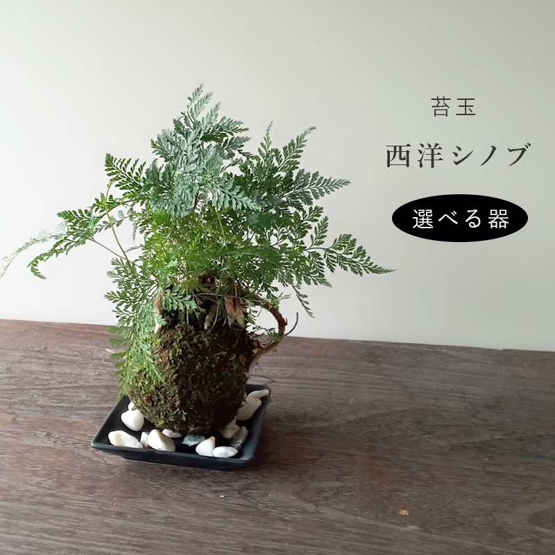 しのぶ ( シノブ )  苔玉 器セット コケ玉 こけだま こけ玉 忍 シダ植物　